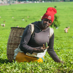 Статья - Как выращивают чай в Кении