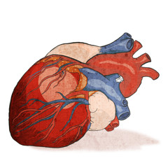 Статья - Какие продукты полезны для сердца?