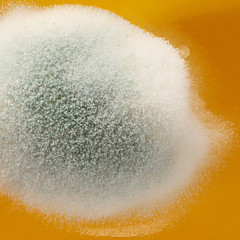 Статья - Какую плесень можно есть