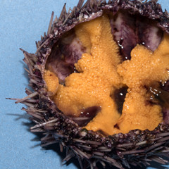 Статья - Морской еж