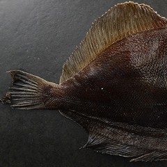 Статья - Камбала