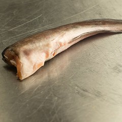 Статья - Мраморный сом