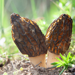 Статья - Сморчки