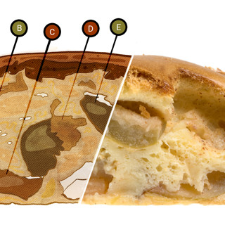 Анатомия шарлотки