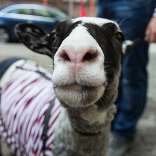 Баран Толик