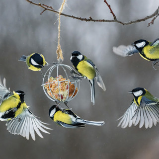 Чем можно кормить птиц