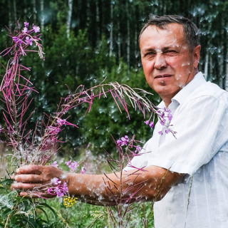 Как делают иван-чай