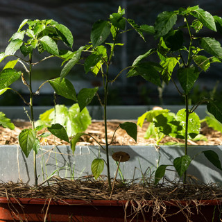 Как посадить огород в центре Москвы. Часть 3