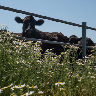 Как устроено мясное производство