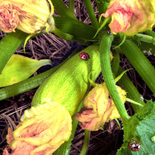 Какие кабачки вкуснее