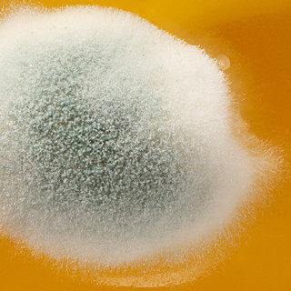 Какую плесень можно есть