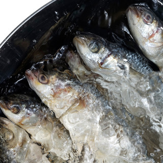 Кефаль: идеи от шефов