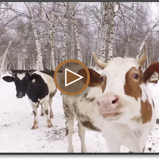 Коровы-москвички