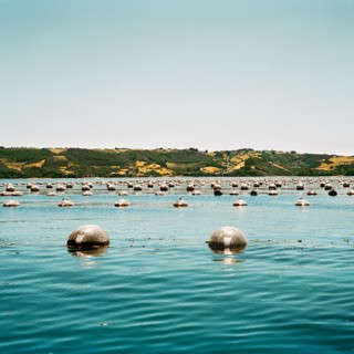 Мидиевистика