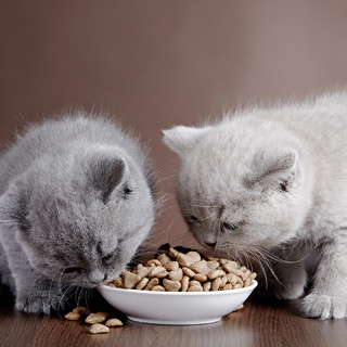 Можно ли есть кошачий корм?