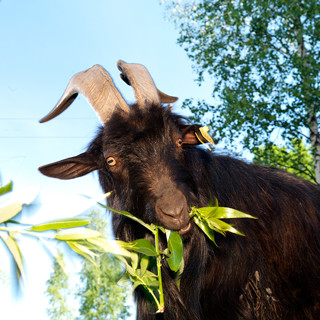 Одна абсолютно счастливая деревня