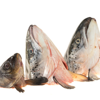 Рыбные головы