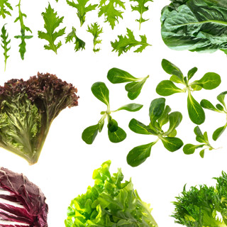 Зеленые листовые салаты