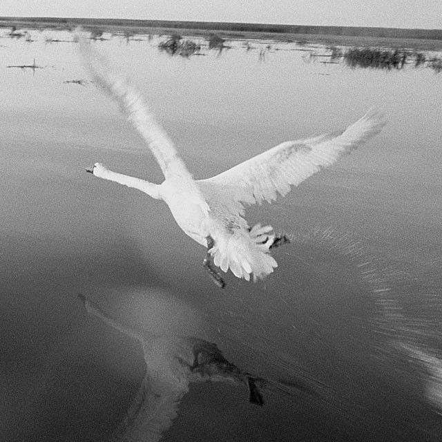 Дельтавидные