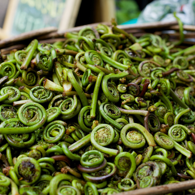 Как готовить папоротник орляк