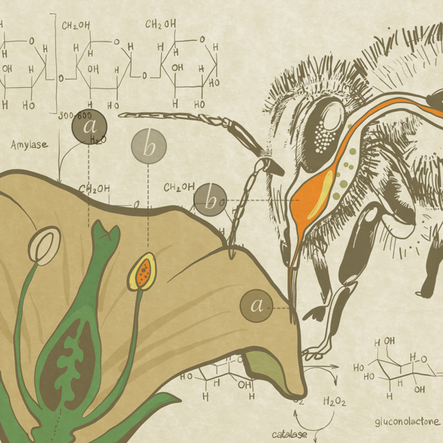 Как получается мед