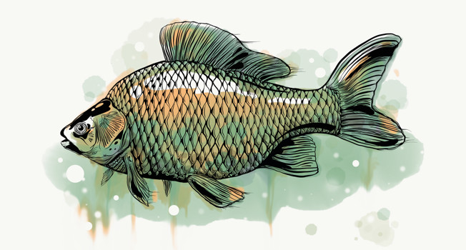 15 русских рыб фото