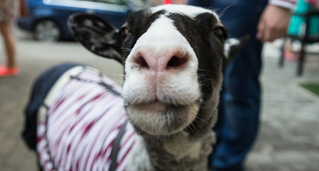 Баран Толик фото