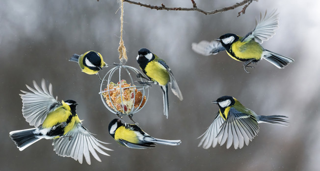 Чем можно кормить птиц фото