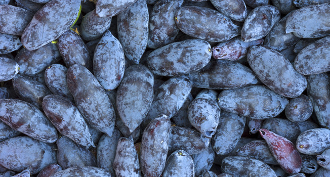 Чем полезна жимолость и как ее готовить фото