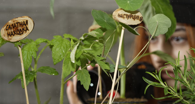 Что такое огород «Еды» фото