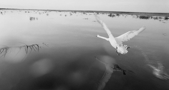 Дельтавидные фото