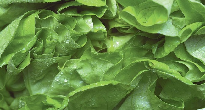 Алексей Зимин о том, как есть всю неделю одни огурцы фото