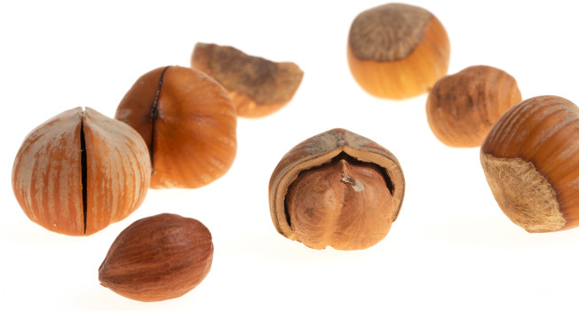 Фундук фото