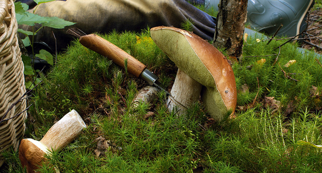 Грибы отсюда фото