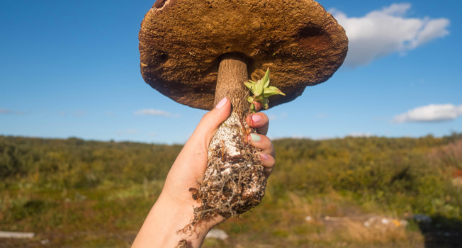 Грибы-великаны, крабы и уха с лежащим половником фото