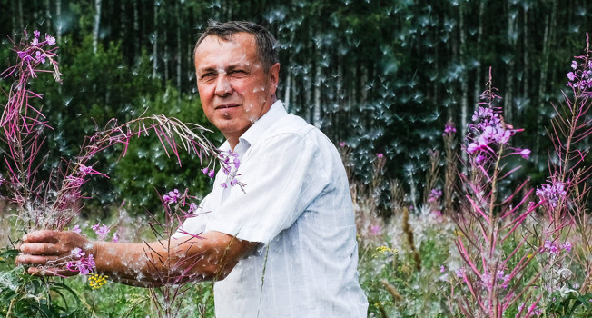 Как делают иван-чай фото