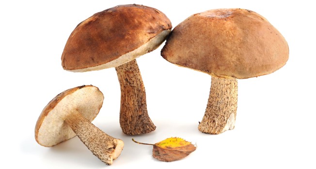 Как готовить подберезовики фото