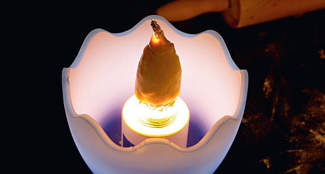 Как испечь тарталетки на лампе фото