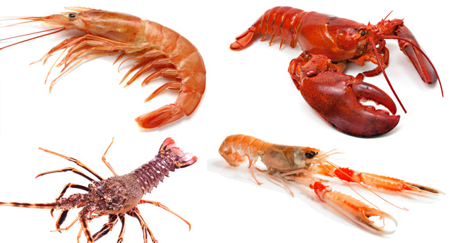 Как отличить лобстера от лангуста, а лангустина от креветки фото