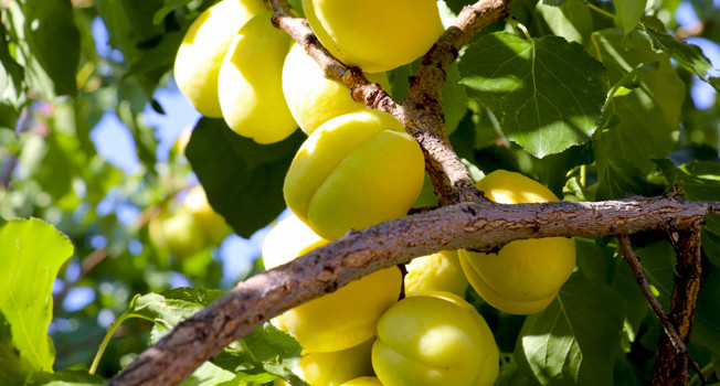Как отличить настоящий абрикос шалах фото