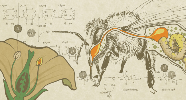 Как получается мед фото
