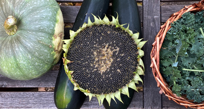 Как посадить огород в центре Москвы. Часть 8 фото