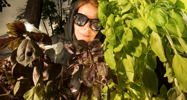 Как посадить огород в центре Москвы. Часть 9 фото