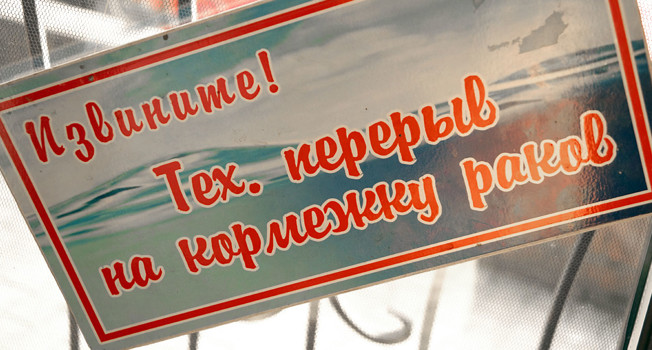 Как варить раков и откуда они берутся фото