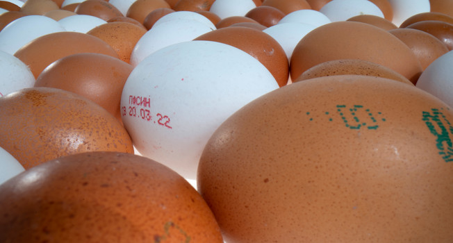 Как выбирать яйца на Пасху фото