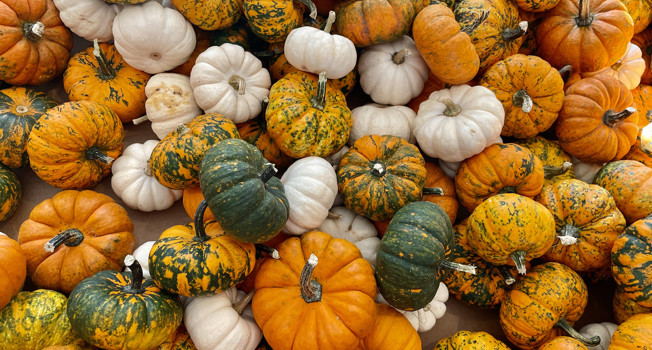 Как выбрать вкусную и сладкую тыкву фото