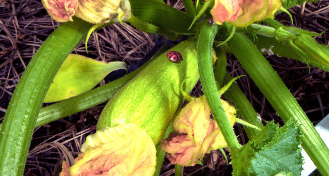 Какие кабачки вкуснее фото