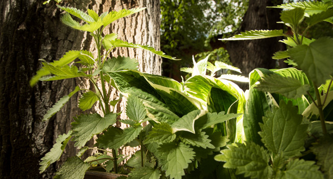 Крапива фото