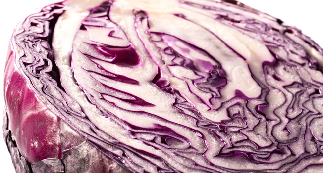 Краснокочанная капуста фото