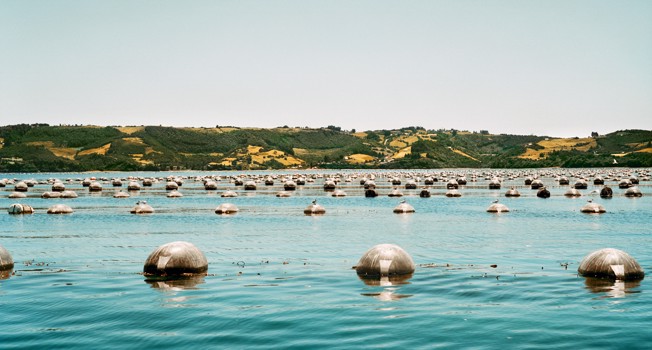 Мидиевистика фото